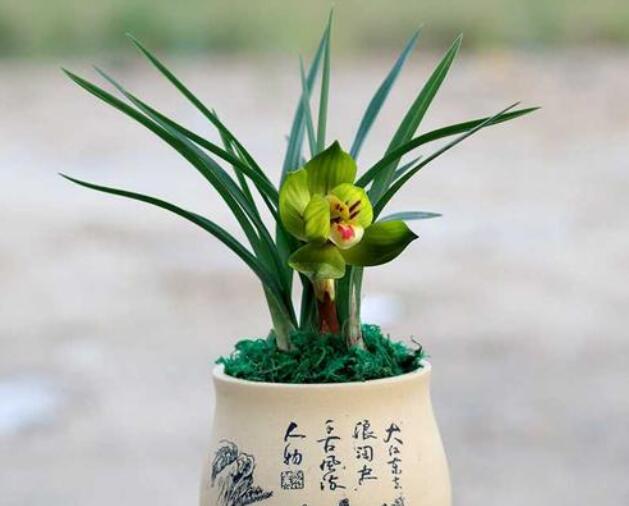 春蘭.jpg 春蘭.jpg