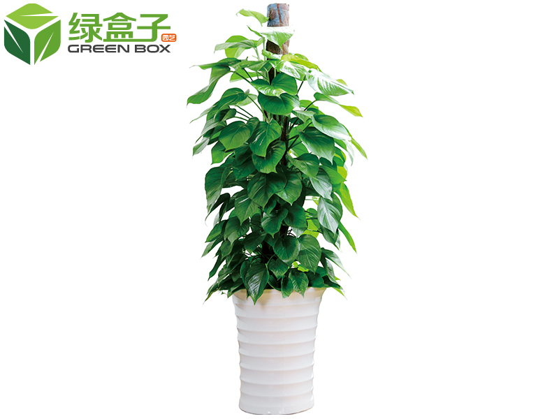 植物4.jpg 植物4.jpg