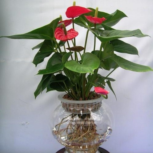 水培紅掌1.jpg 水培紅掌1.jpg