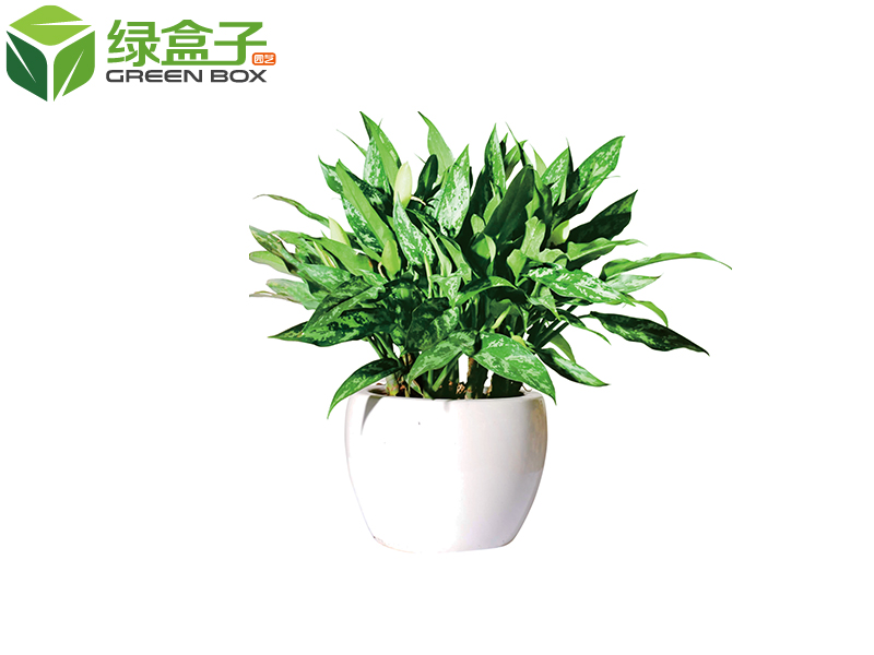植物6.jpg 植物6.jpg