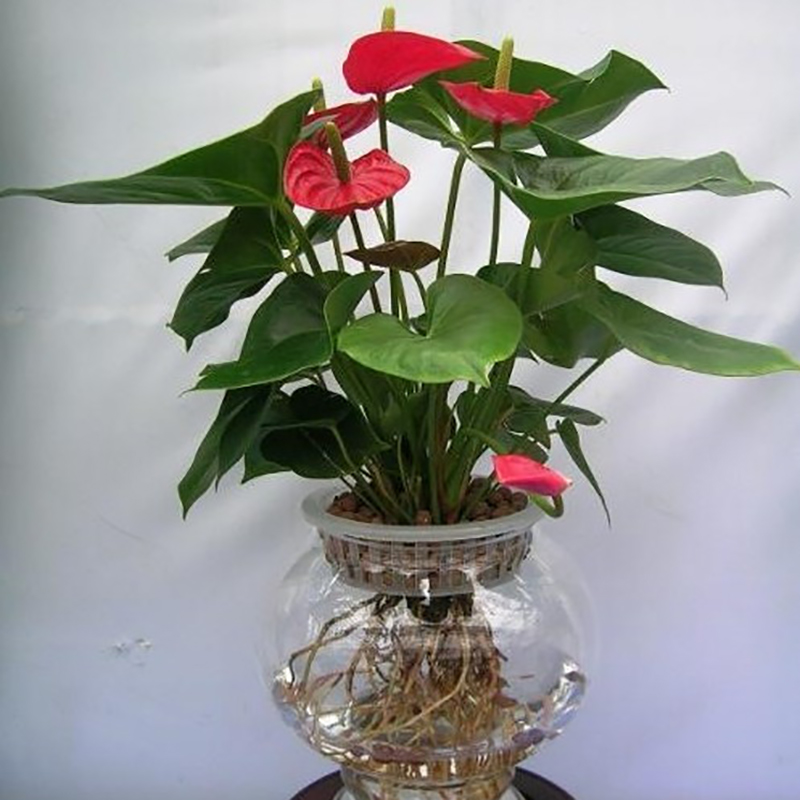 水培紅掌1.jpg 水培紅掌1.jpg