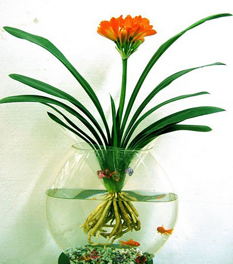 君子蘭(水培)1.jpg 君子蘭(水培)1.jpg