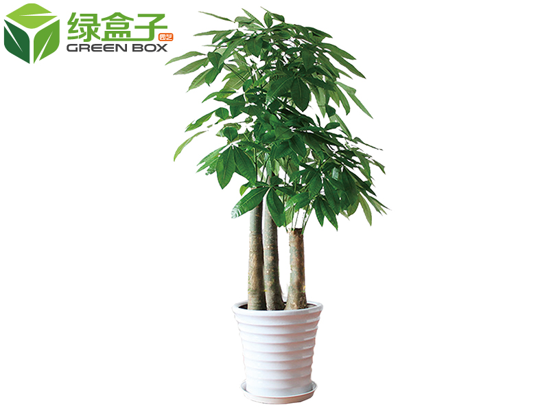 植物1.jpg 植物1.jpg