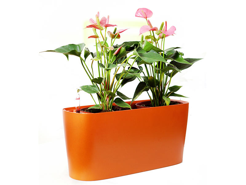 植物22.jpg 植物22.jpg